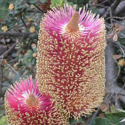 Pink and yellow banksia flowers